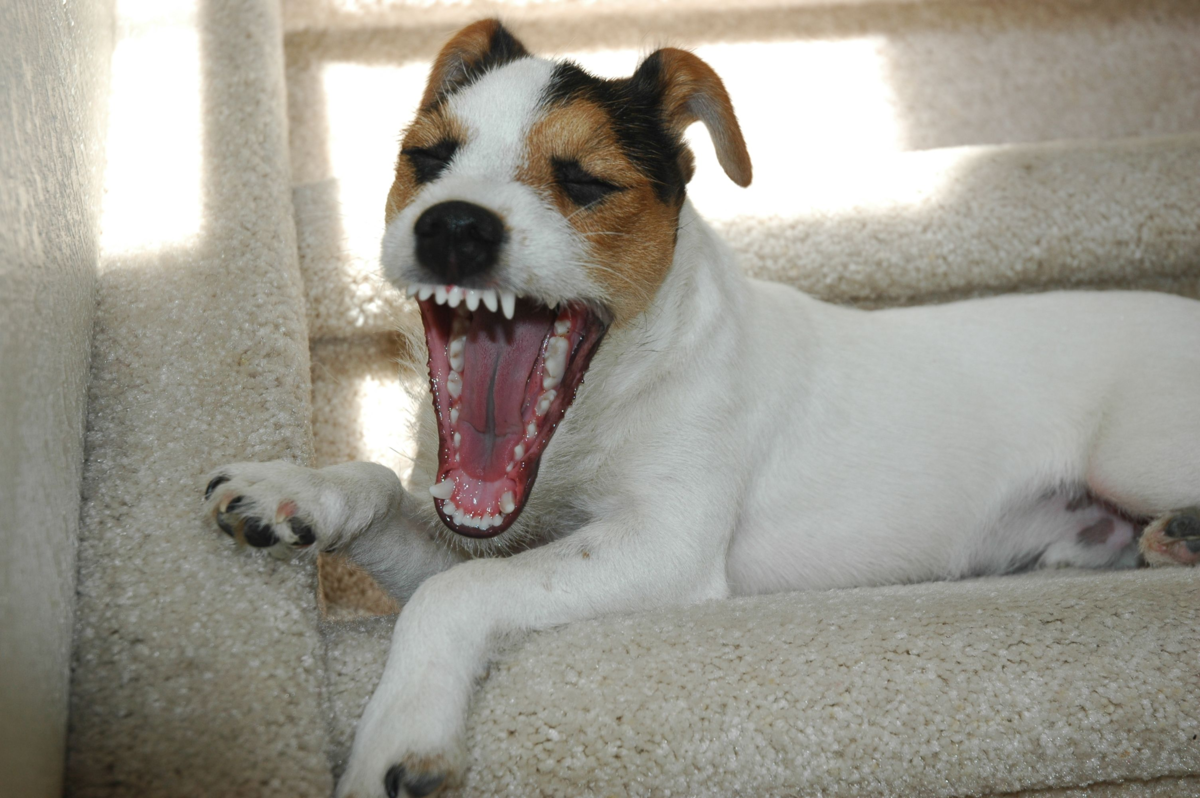 Он смеётся опасности в лицо. 