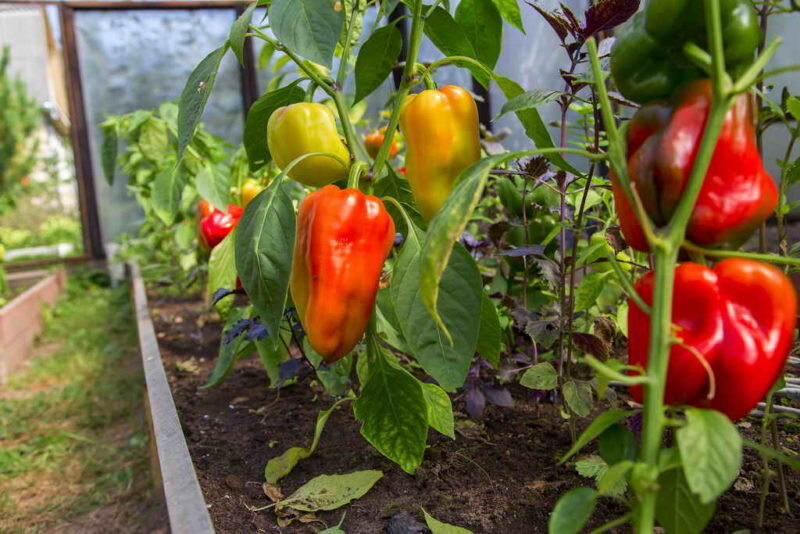 Перец. Иллюстрация для статьи используется по стандартной лицензии ©dachnyedela.ru