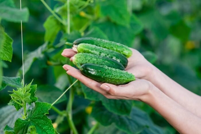 Горькие огурцы становятся такими из-за вещества кукурбитацин