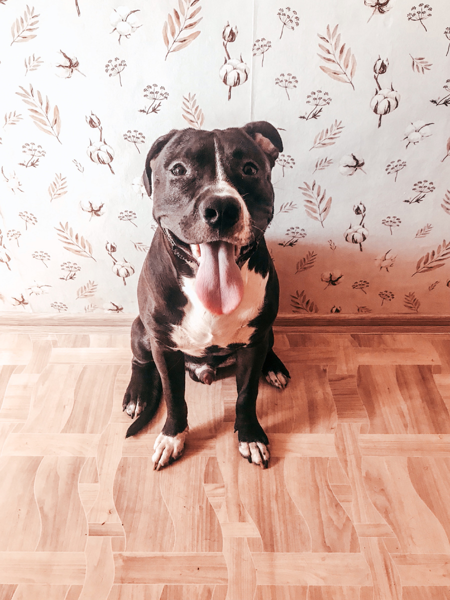 Команда СИДЕТЬ одна из самых легких в обучении. И наверное именно с неё начинается все домашние дрессировки в мире 

КАК ВЫПОЛНИТЬ
•Подзываем щенка
•В правой руке зажимаем большим пальцем лакомство, встаём перед щенком
•Даём понюхать вкусняшку (заинтересовываем щенка) и поднимаем согнутую руку, как в приветствии
•Говорим команду «сидеть» и заносим руку над головой щенка
•Задрав голову, щенку неудобно наблюдать за лакомством, и он обязательно сядет
•Энергично хвалим нашего хвостика и отдаём ему лакомство

Подобный метод работает и со взрослыми собаками. Важно - систематически отрабатывать команду. В дальнейшем можно убрать голосовую команду, оставив жест.

#зоопсихолог #Дрессировкасобак #Зоопсихологонлайн #командасидеть #бесплатнаяконсультациязоопсихолог 