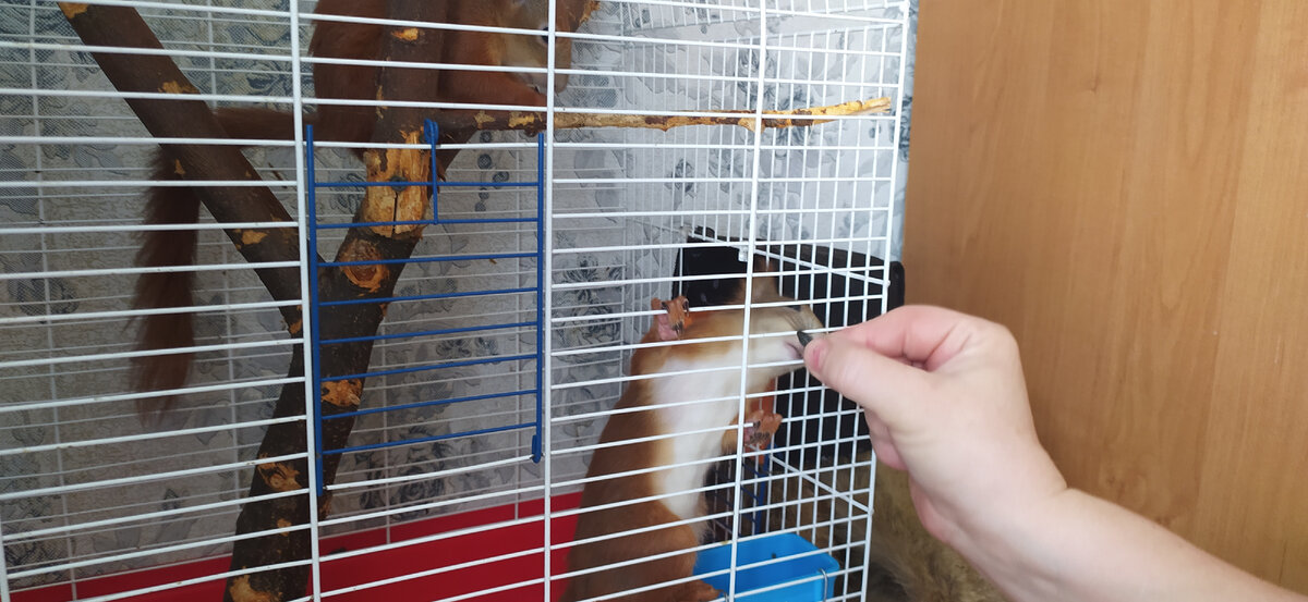 Белченок кушает с рук.