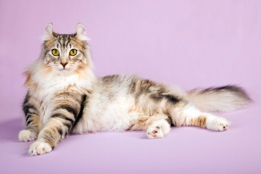 Curl cat