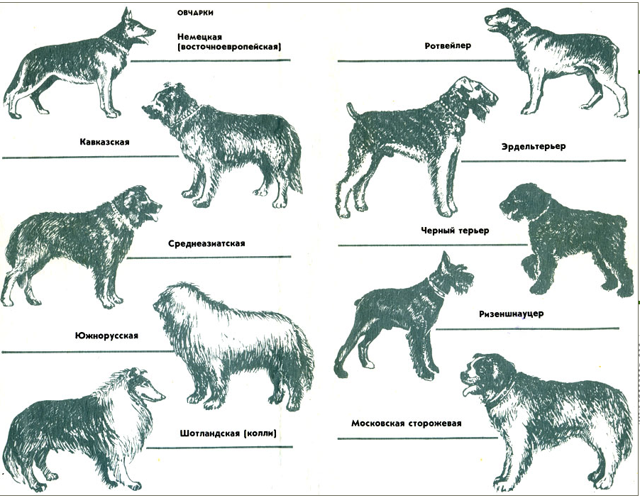 Служебные породы собак названия. Овчарка служебная порода. Служебные породы собак небольших размеров. Служебные породы собак с фотографиями.