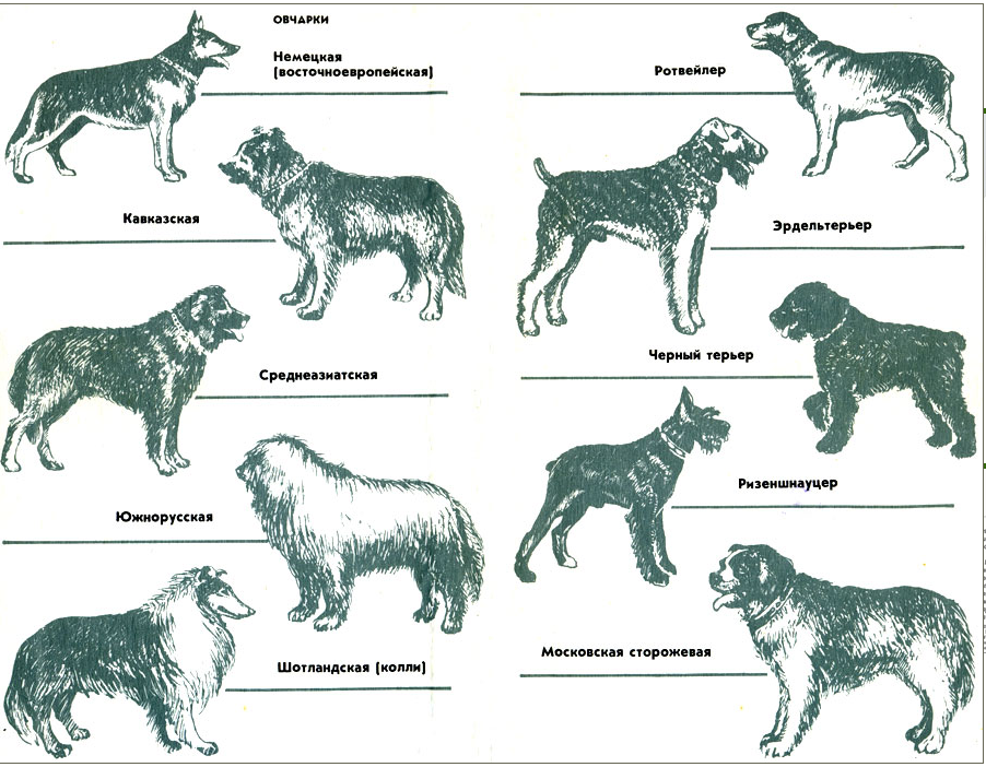 Группы служебных собак. Служебные породы собак названия. Овчарка служебная порода. Служебные породы собак небольших размеров. Служебные породы собак с фотографиями.