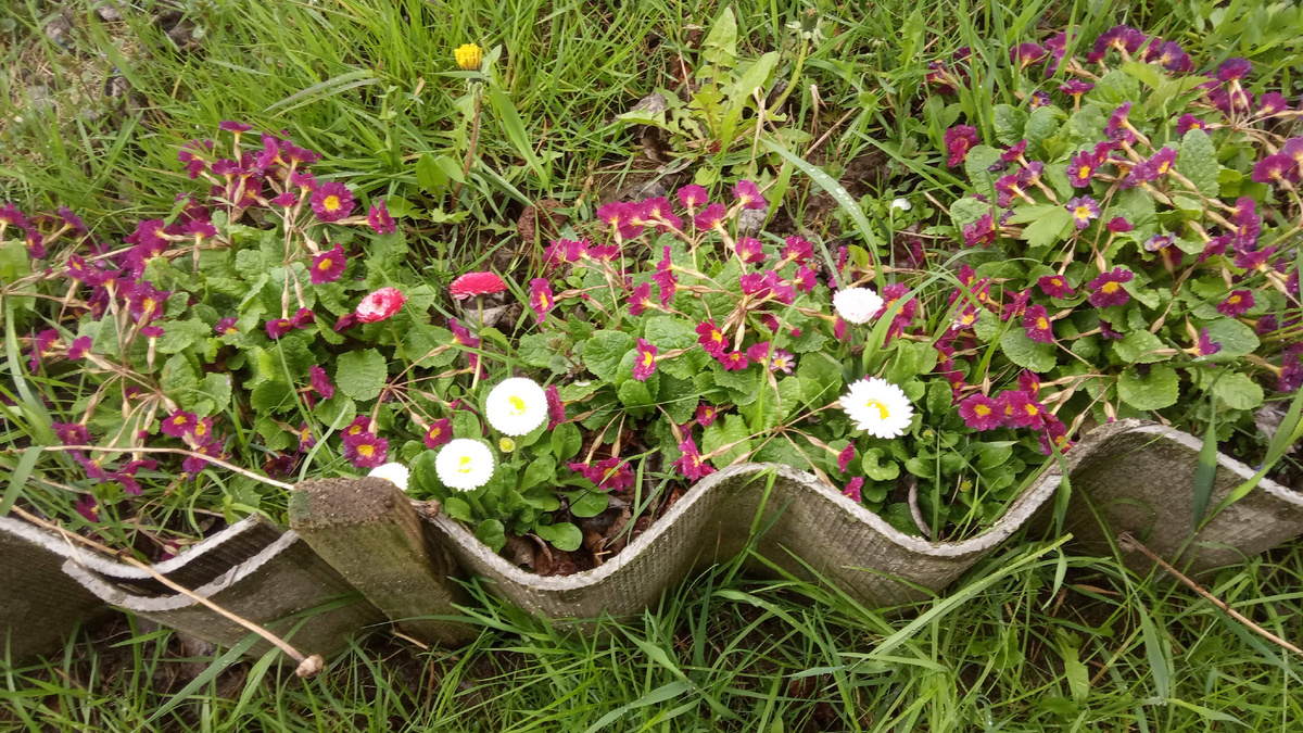 Это примулы и начинающие цвести маргаритки которые вырастают самосевом. Листайте галерею