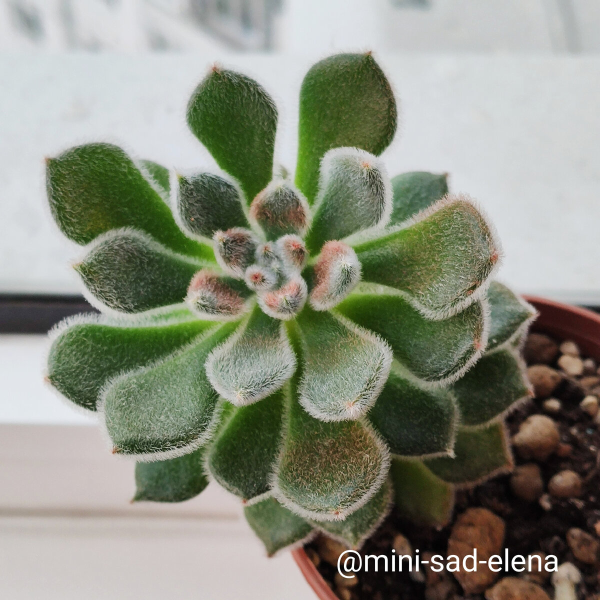 Эхеверия щетинистая