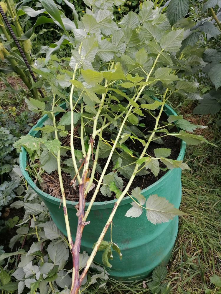 После прищипки малины вырастают боковые побеги, фото автора