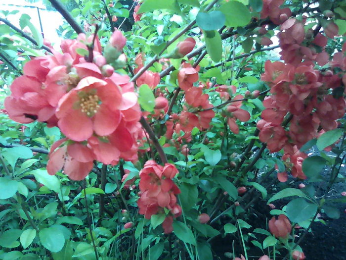 Японская айва, фото из личного архива