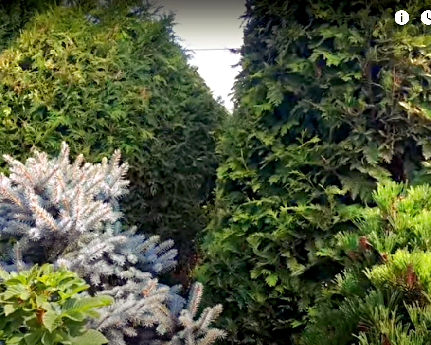 Разные формы и цвета хвойников.