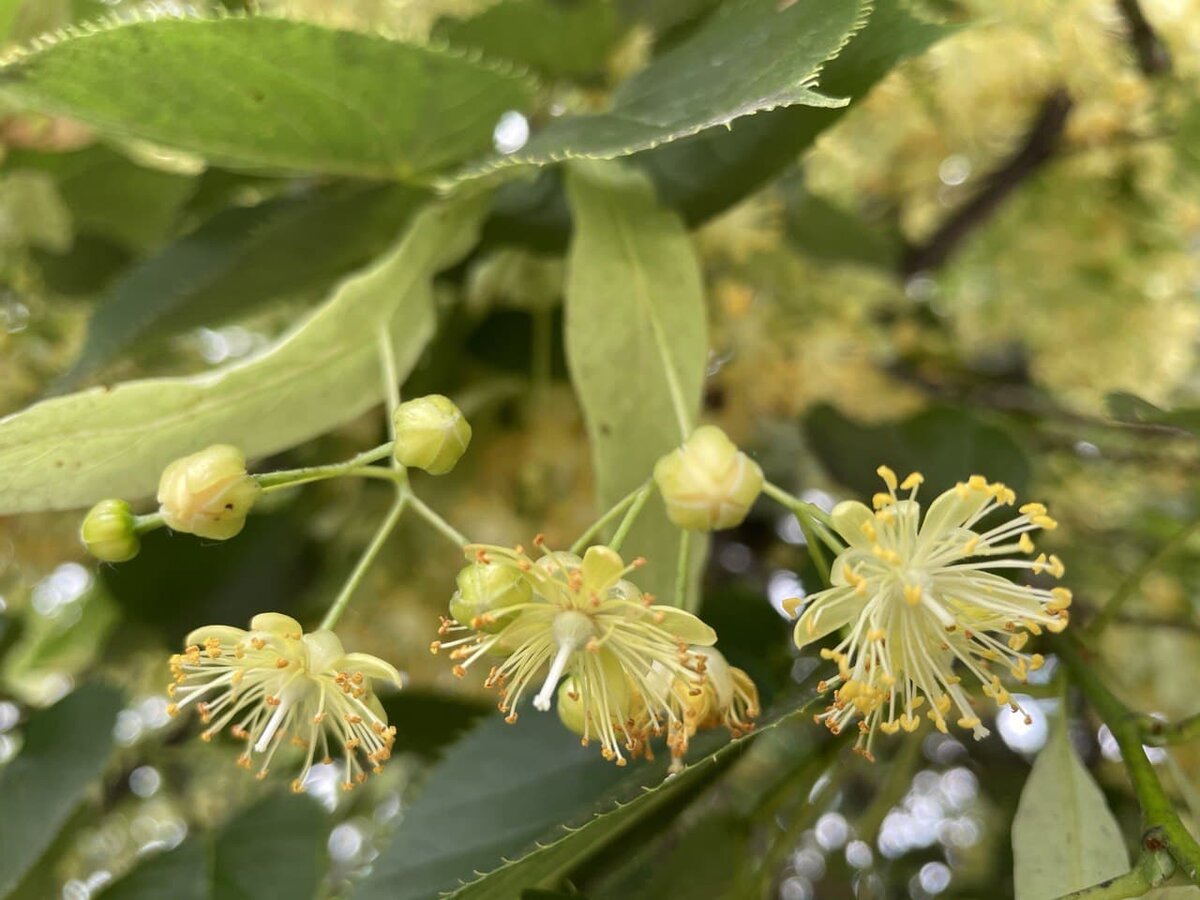 Так цветет липа .Тоже лекарственное растение...