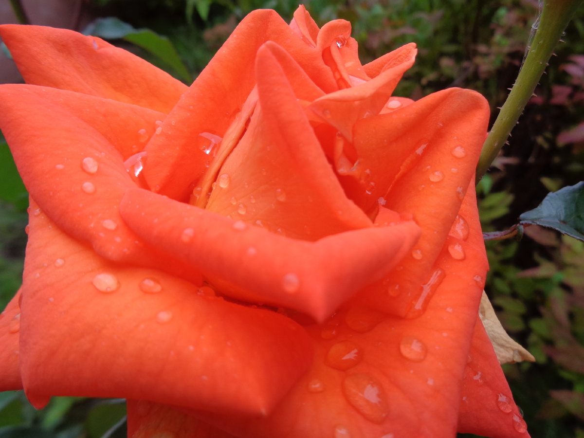 Розы прекрасны в каплях дождя