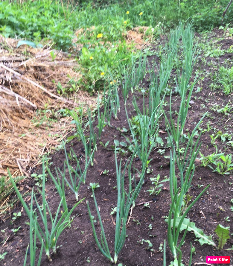 27 мая 2021. Три рядка репчатого лука пока чувствуют себя прекрасно. Но на борьбу с сорняками меня не хватило, пришлось бороться с ковидом,  урожай получился смешным. 