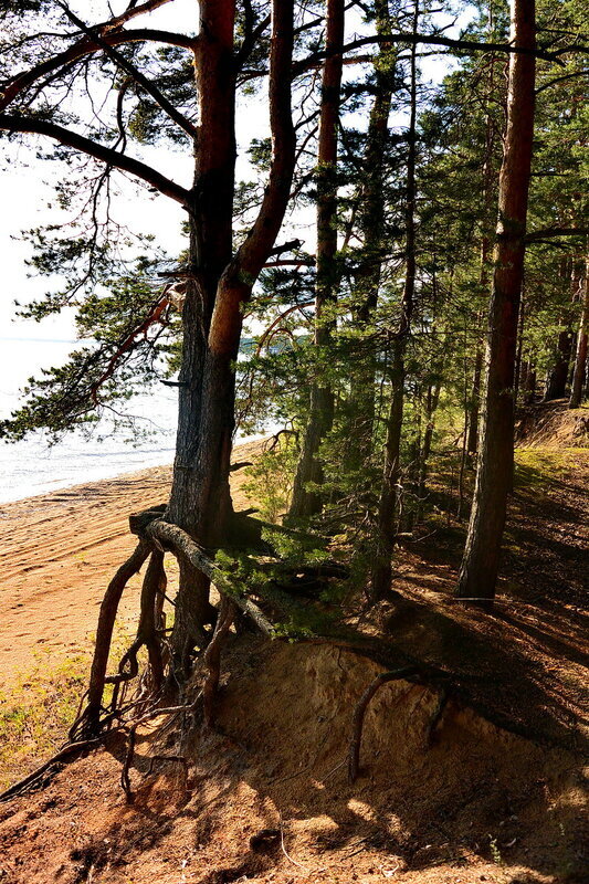 Шагающие сосны