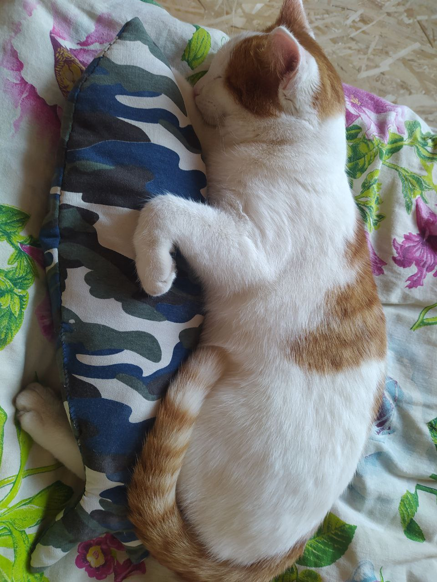 Это мой Цитрус 