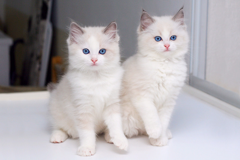 Two is white. Два белых котенка. Белый котенок. Две белые кошки. Одинаковые котята.