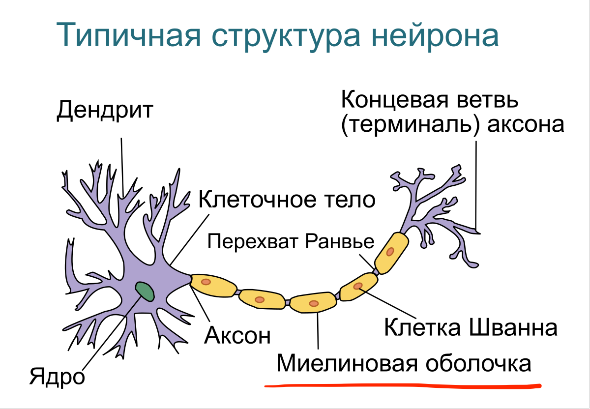 Дендрит нейрона структура. Строение нейрона Миловзорова. Строение нейрона дендриты. Миелиновой оболочкой дендрит Аксон.