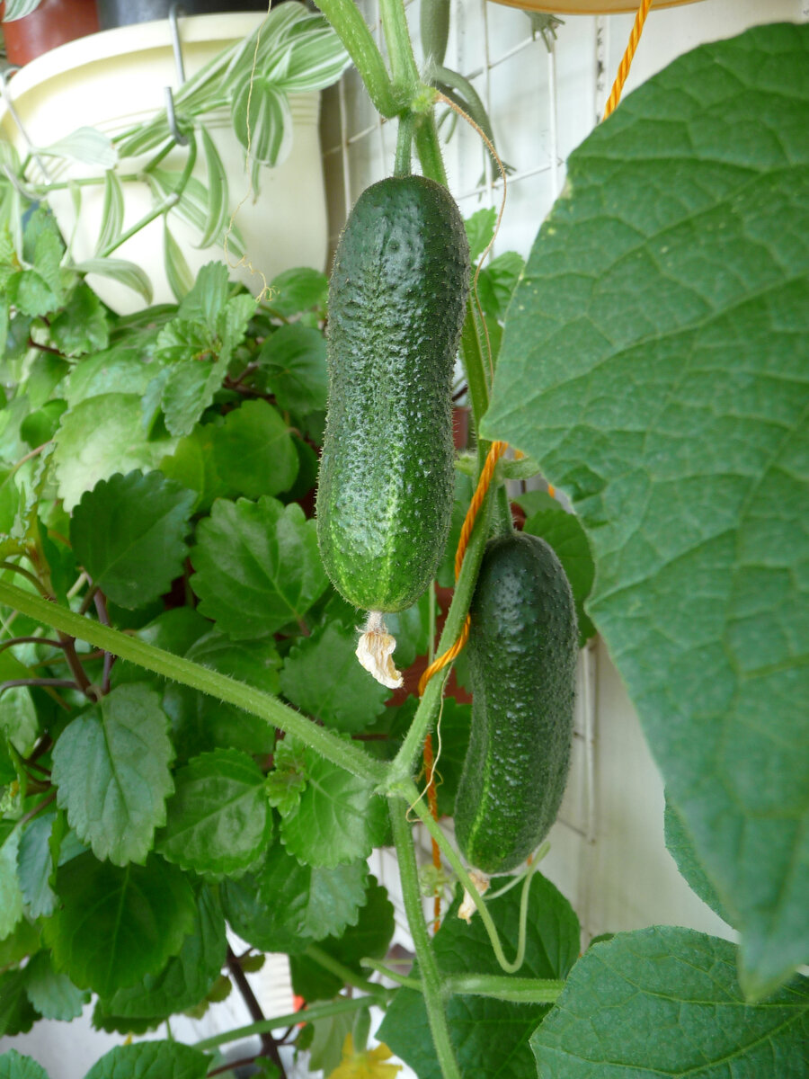 огурец форсаж f1. огурец капитошка f1. огурец берендей на подоконнике. семена огурцов «балконное чудо f1». опора для огурцов на подоконнике.