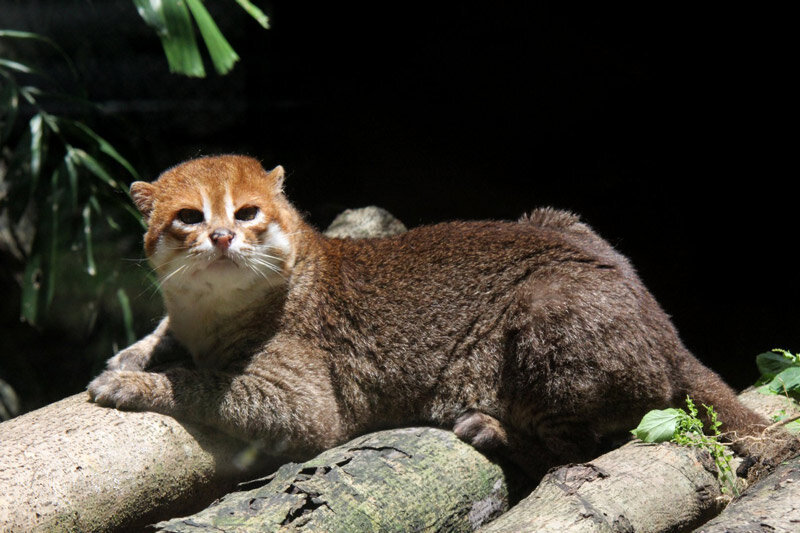 Уникальная Суматранская кошка теряет среду обитания | Восемь лап! | Дзен
