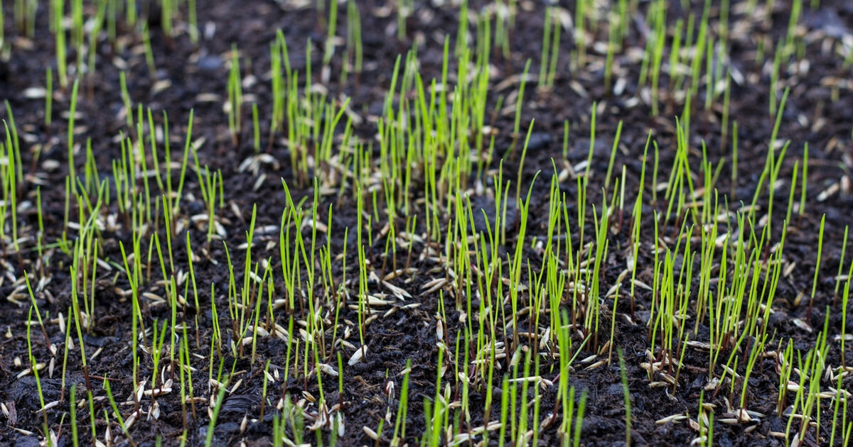 Первые всходы газона