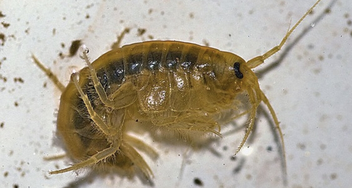 Дафния магна и моина. Дафния магна. Дафния рыбка аквариумная. Цисты дафнии. Дафнии веслоногие рачки.