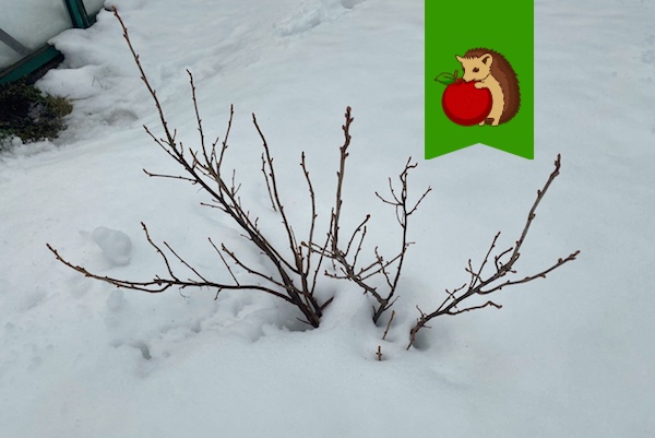 А не пора ли поливать кусты кипятком? И когда будет пора?1