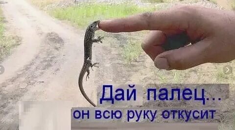 фото с сайта Twitter›SHirAlYur