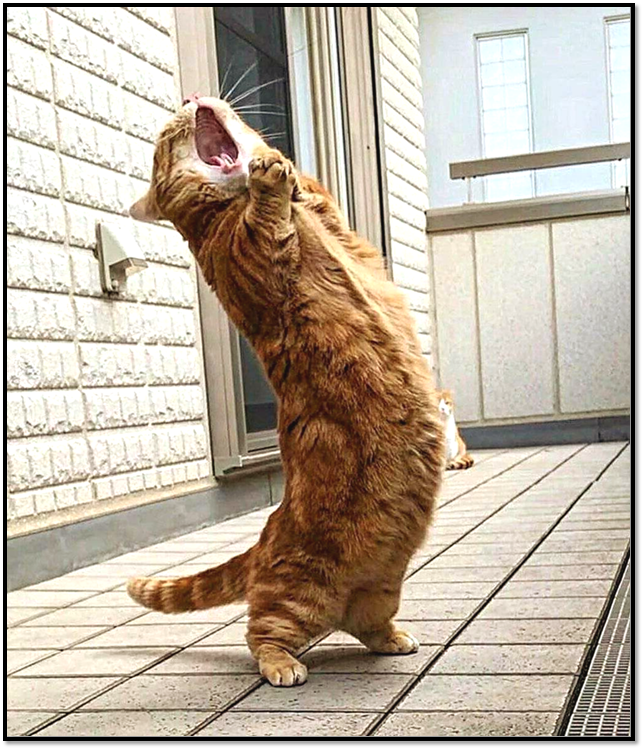                        Новый Поваротти: "О соле, о соле мио...!"