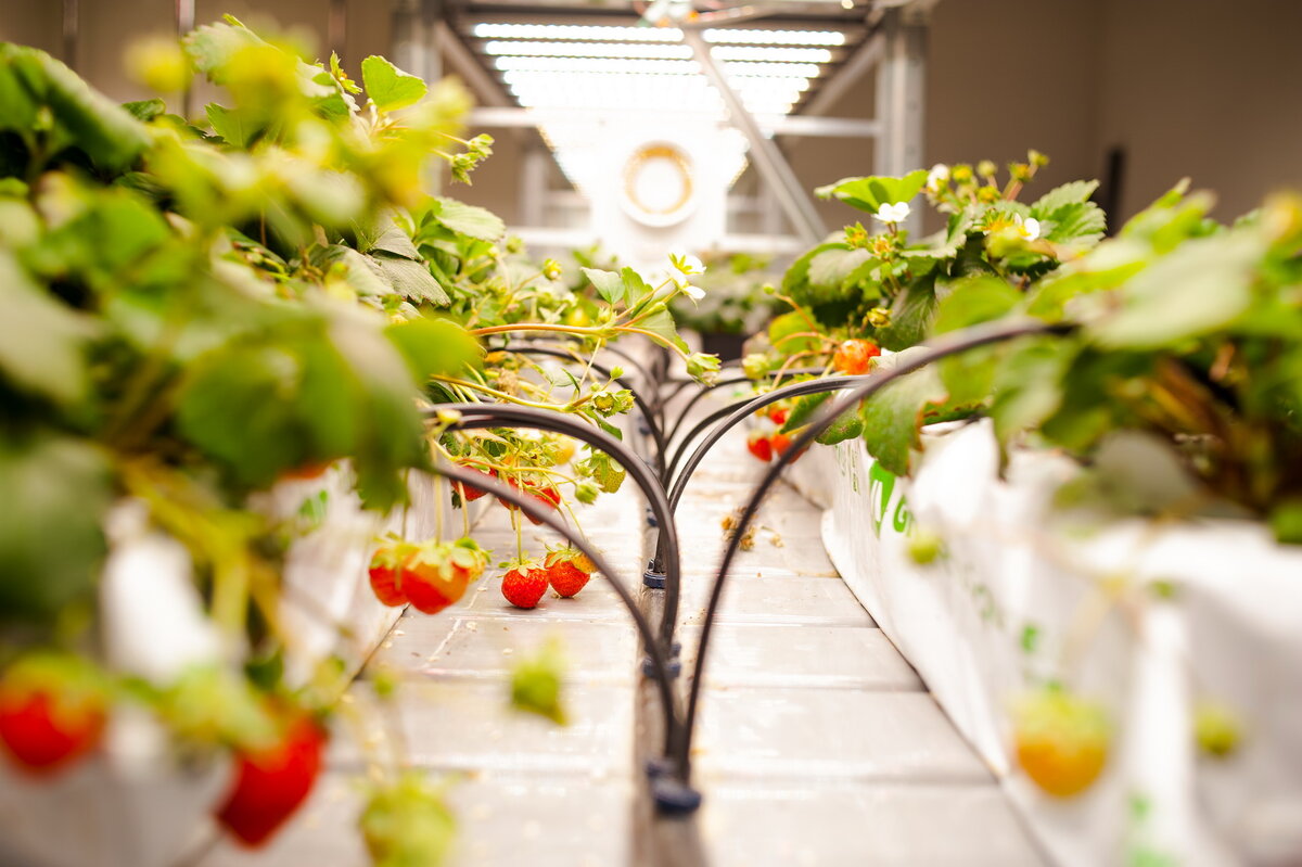 Стеллаж, основанный на светильниках Levella