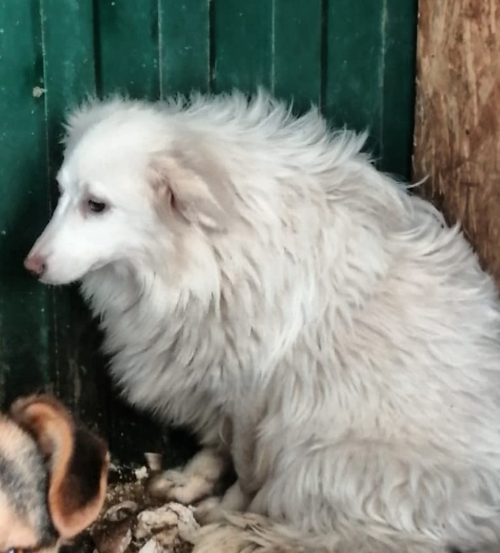 "Белый шарик". Как могла такая попасть в отлов?