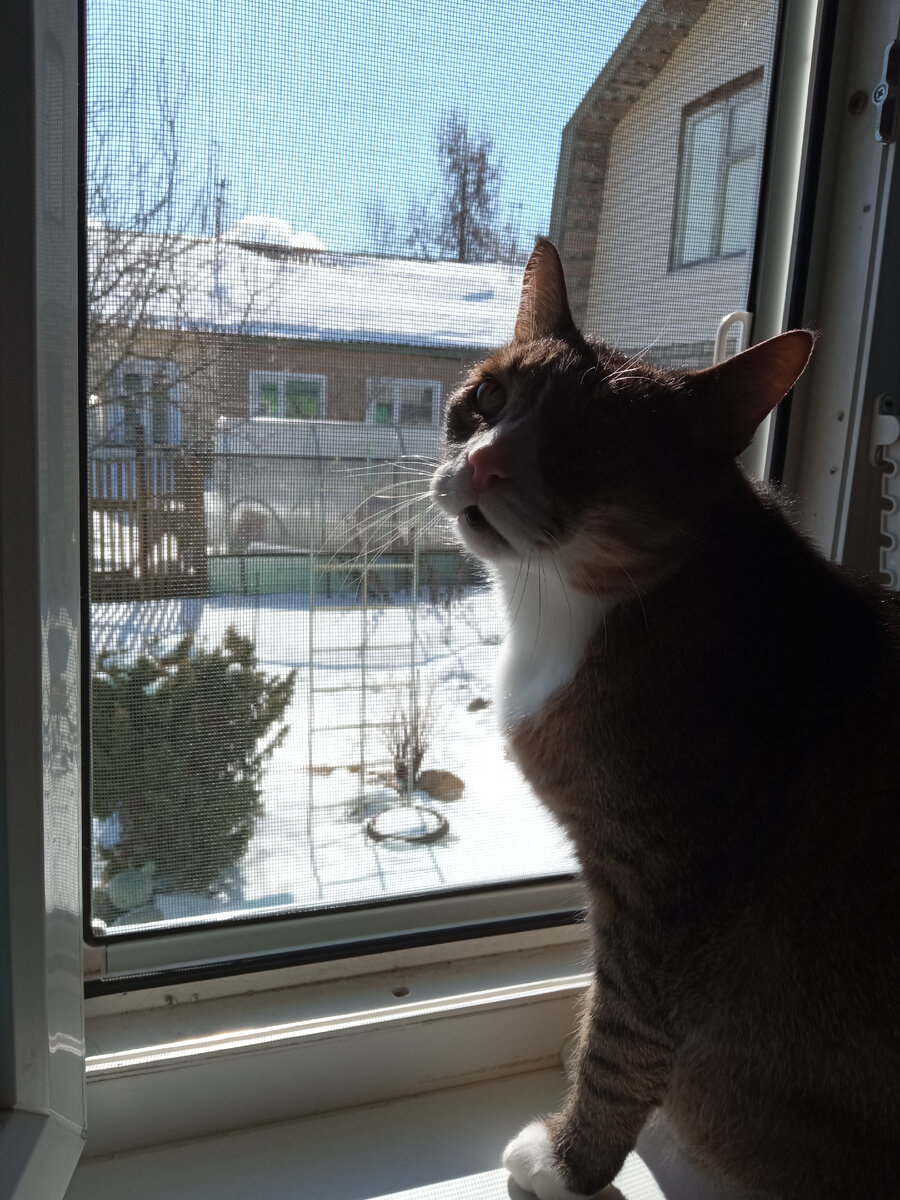 Мы с котом грустим о лете