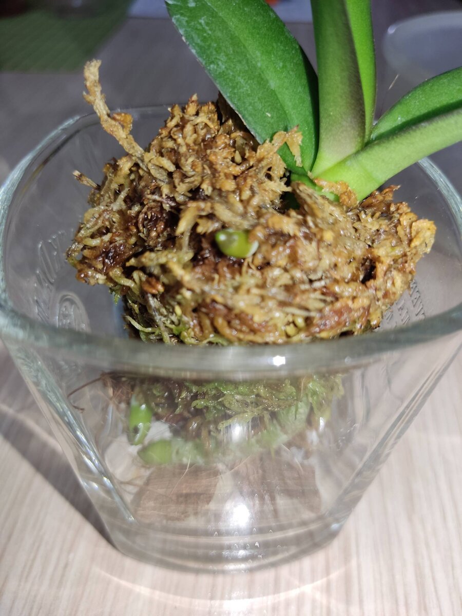 Весь мох оставляем на корнях.