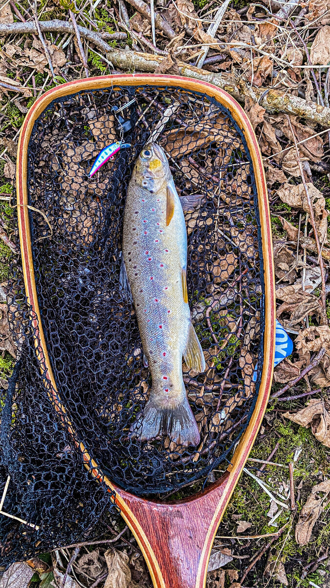 Пятнистый леопард 