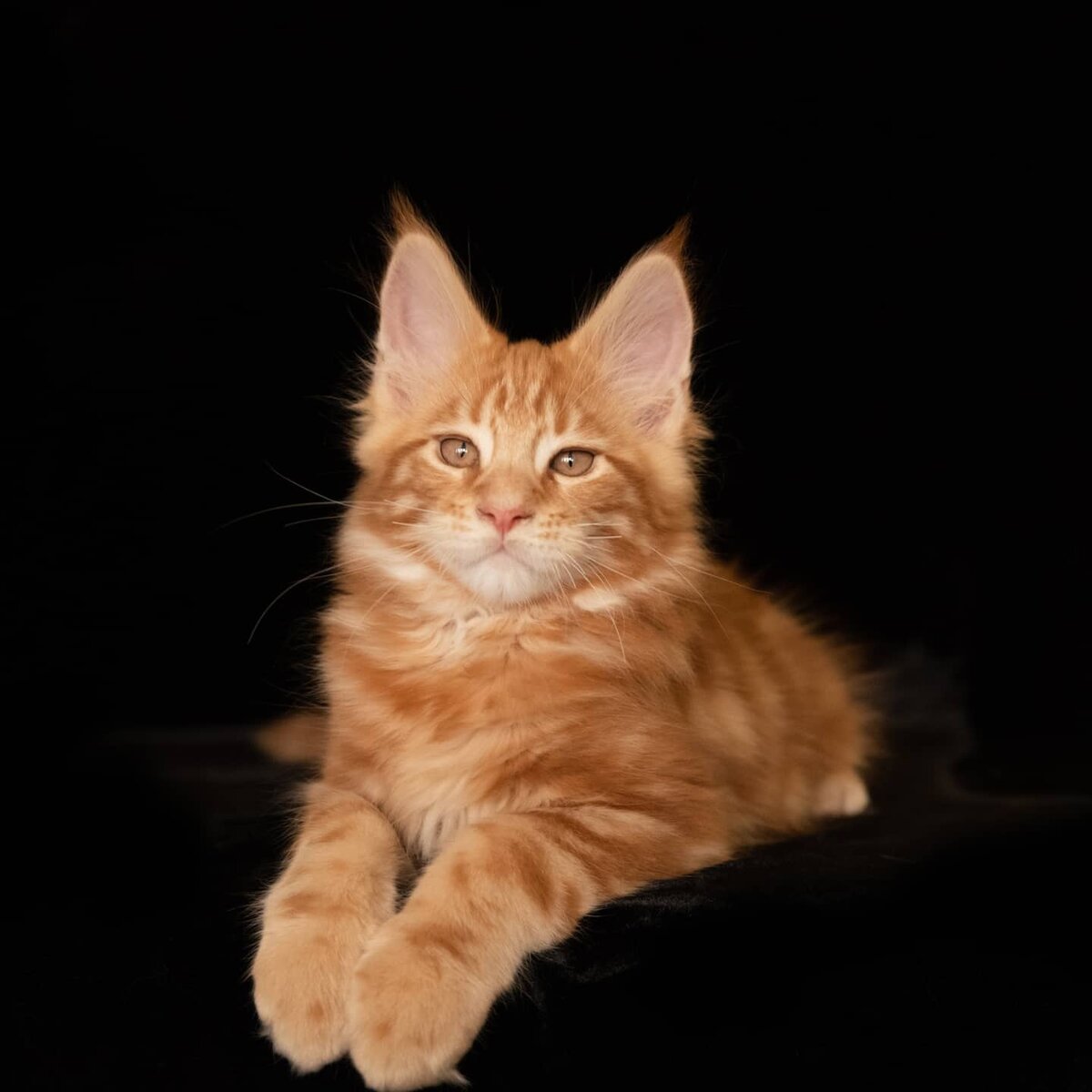 #фобии #психология #страхи #кошки  #истории про кошек  #питомцы  #интересные факты #коты  #зоопсихология 