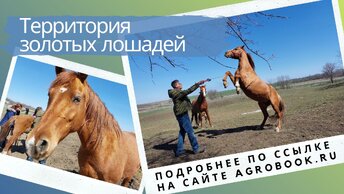 «Территория Дончаков Гелиос»: как энтузиасты разводят донских лошадей на свободном выпасе
