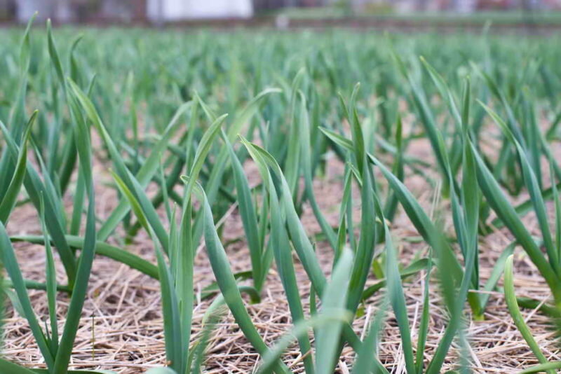 Чеснок. Иллюстрация для статьи используется по стандартной лицензии ©ofazende.com