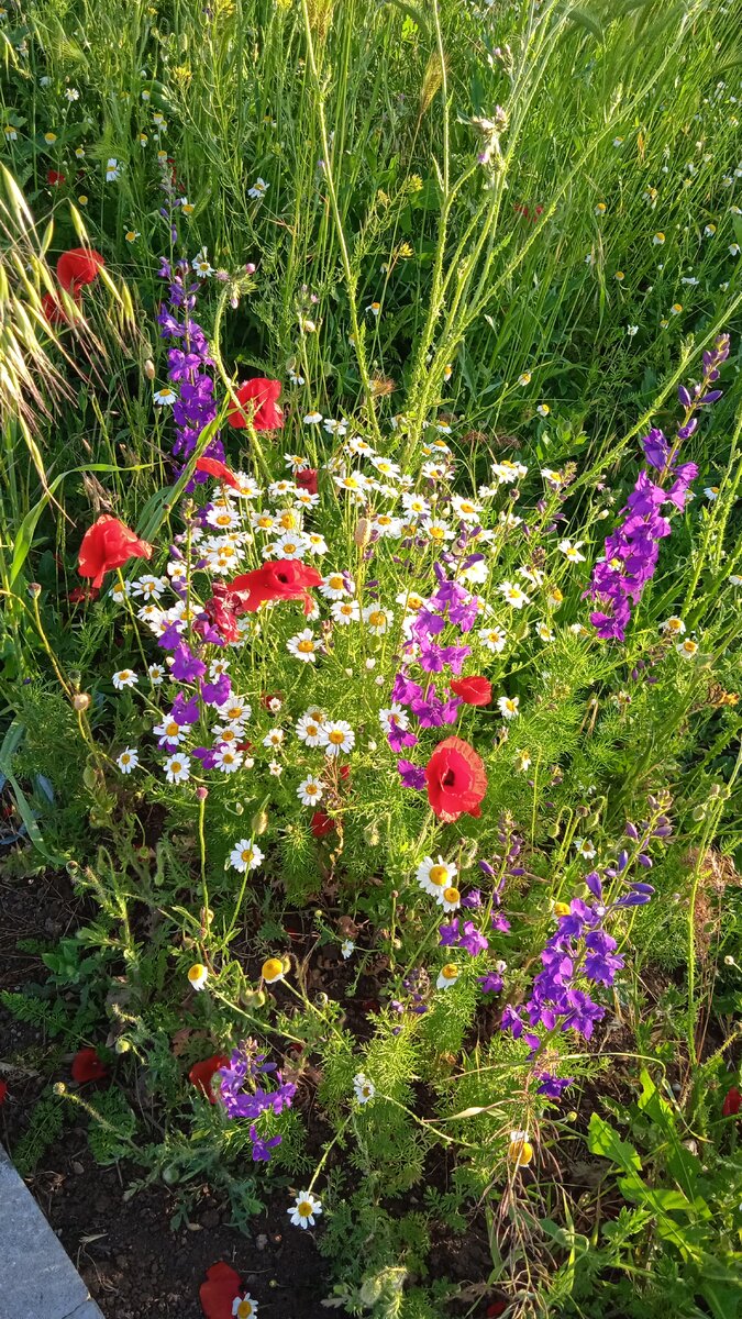 Вот такие у нас поля !! 