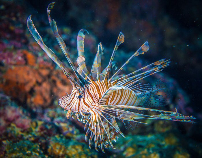 Lionfish. Рыба крылатка Зебра. Полосатая крылатка рыба. Рыба крылатка Зебра ядовитая. Лучистая крылатка рыба.