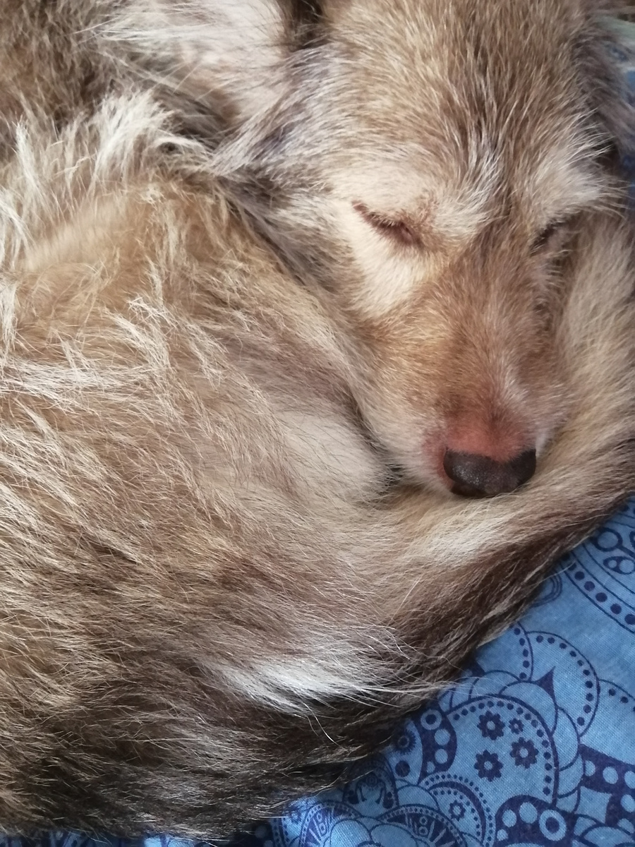 Моя первая собака Руна. Очень своеобразной внешности была собака, скорее на волчонка была похожа