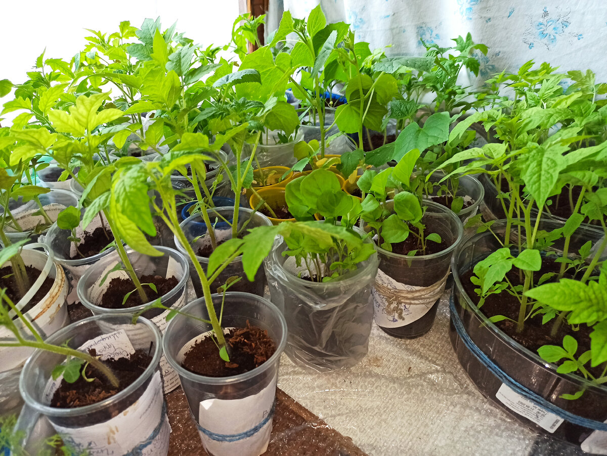 Фото автора. Рассада