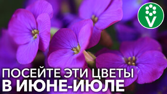 10 многолетних цветов, которые стоит посеять в июне-июле для пышного цветения в следующем году