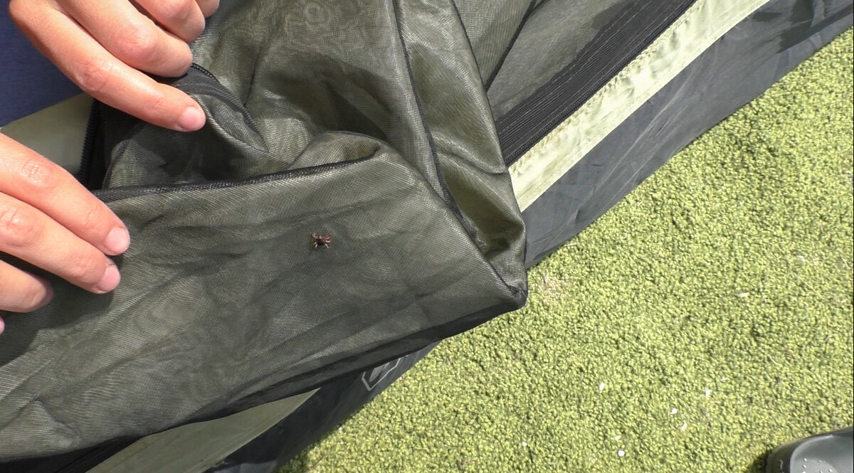 Крымский клещ 