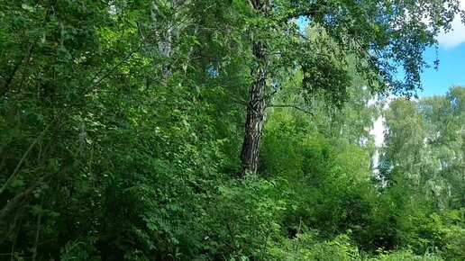 В поиске луговых опят. Видео от Натальи Мазняк