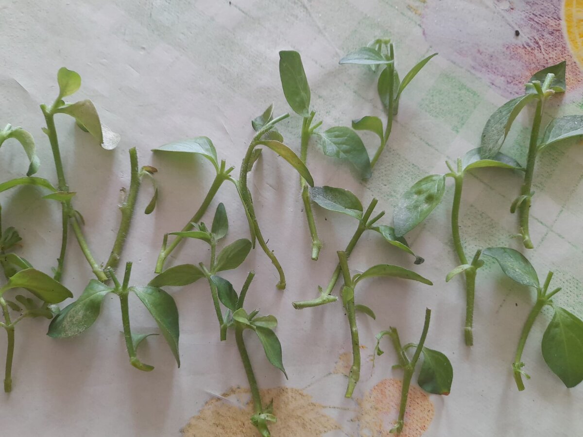 Подготовленные черенки.