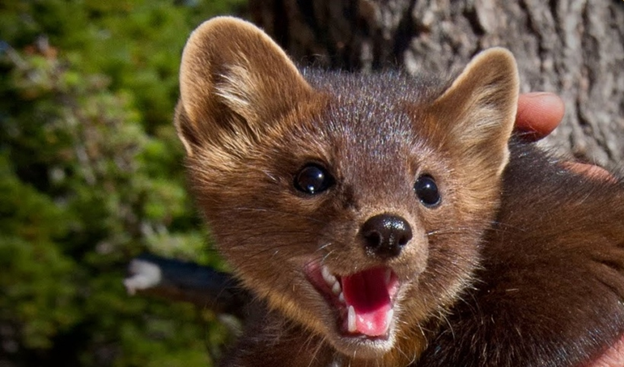 Оскал куницы.