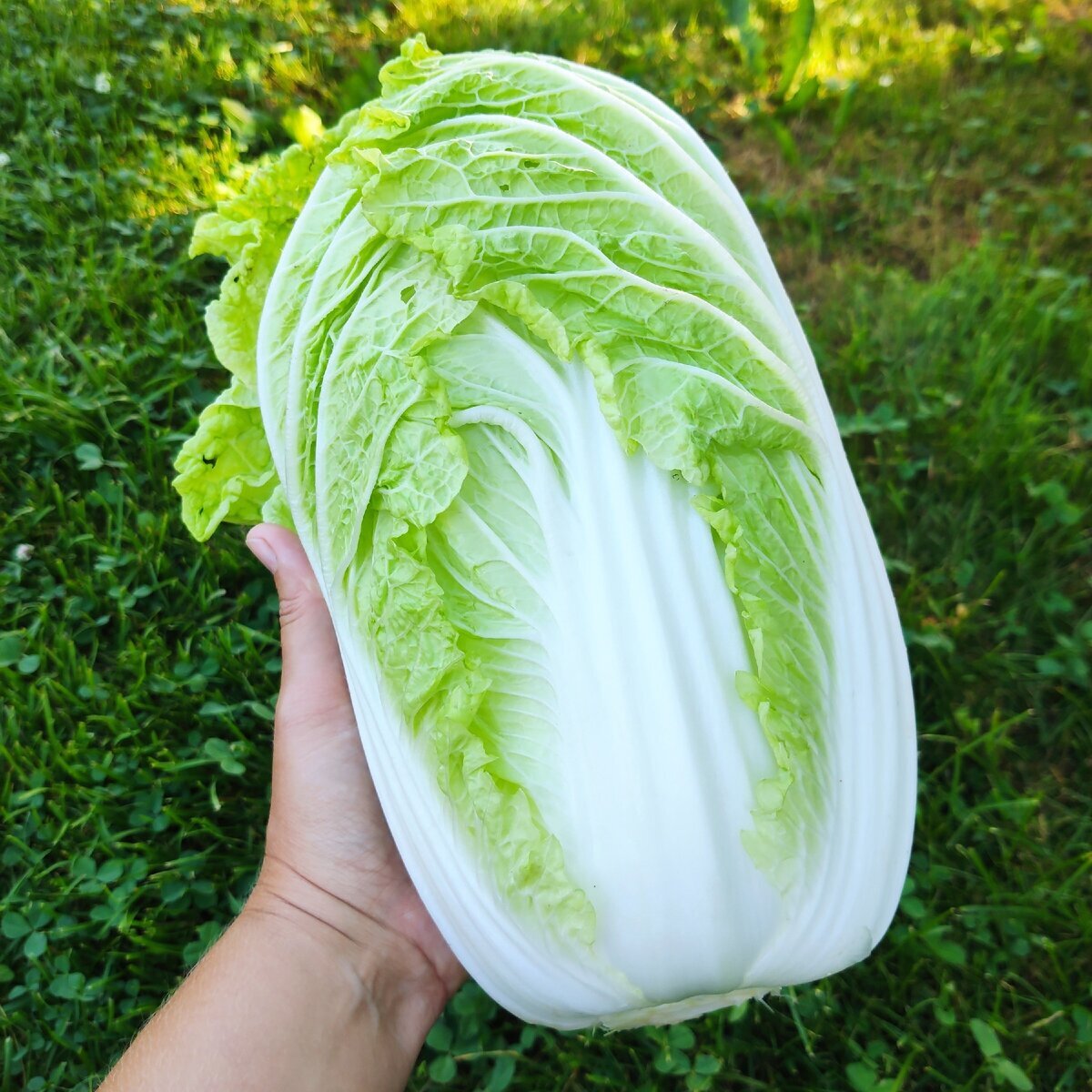 китай капуста