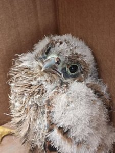 Фото: Группа во ВКонтакте «За сохранение Троицкого леса»