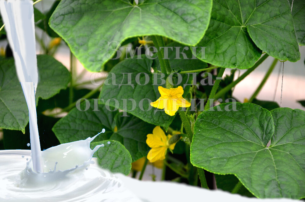 Огурцы и молоко