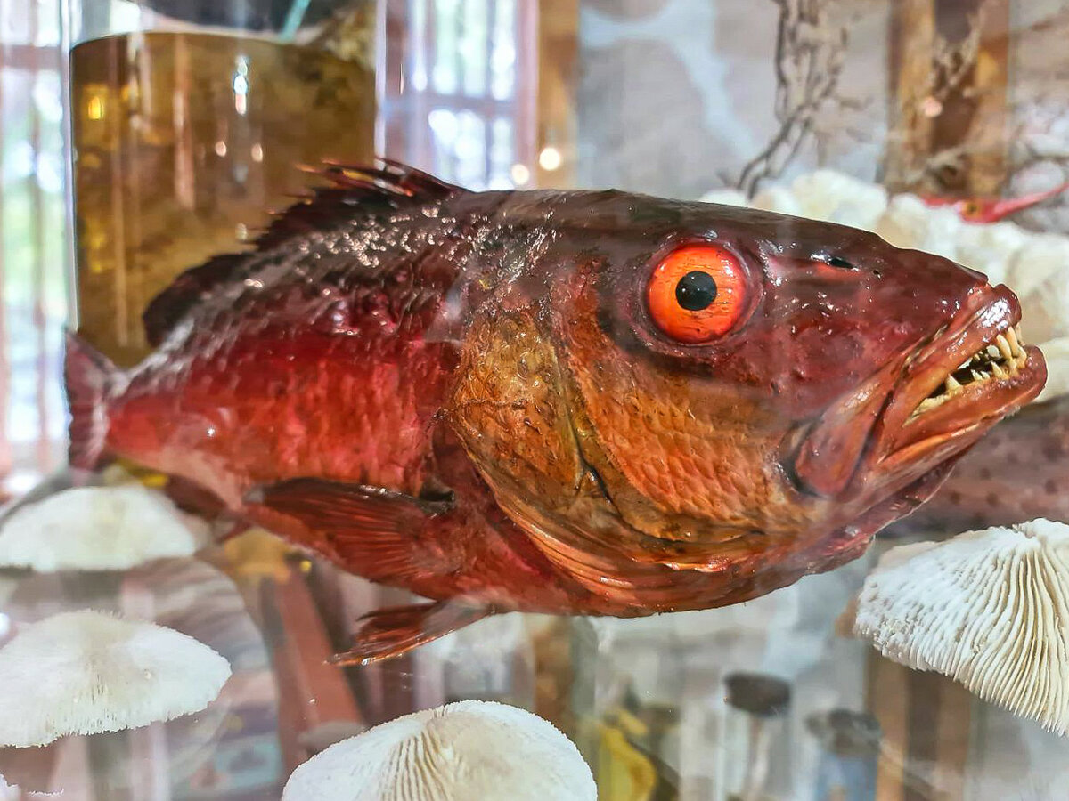 Экспонат музея «Живой океан» в Керчи // Фото: Туристический портал Республики Крым, Светлана Квитко 