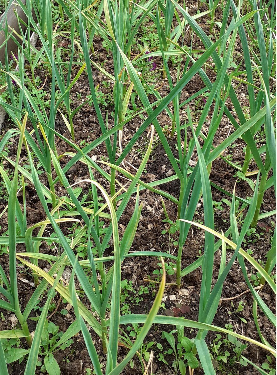 желтеют перья чеснока
