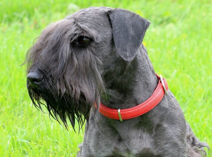 Чешский терьер (Фото: https://www.ifauna.cz/psi/atlas/cesky-terier)